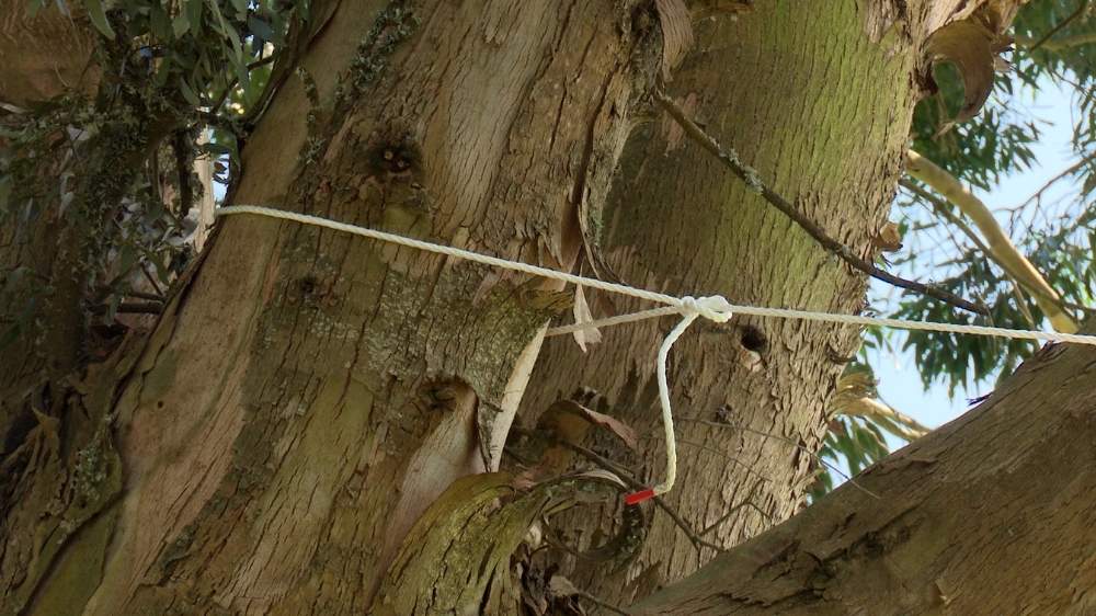 Ace-prepare-to-suspend-tree-1